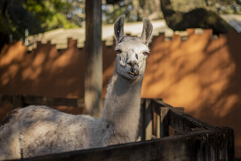 Llama