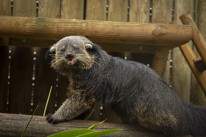 Binturong