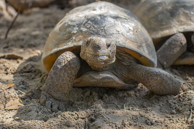gopher tortoise
