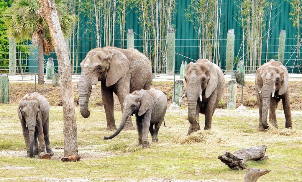 Member Exclusive: Mornings with ZT Saves, Elephant Human Relations Aid - Education Program - ZooTampa at Lowry Park
