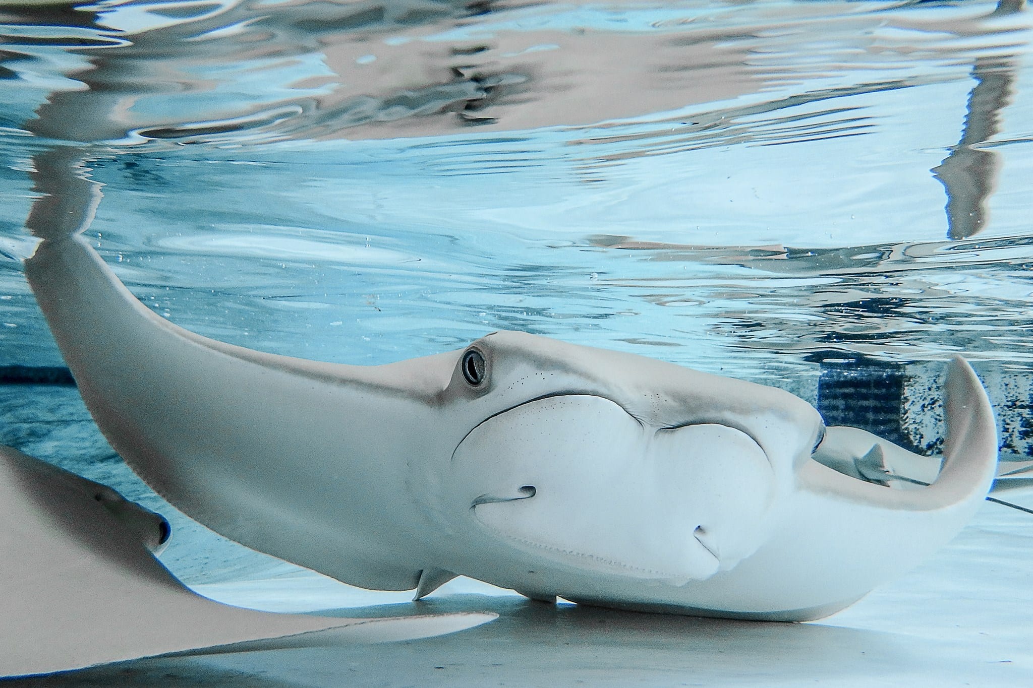 Explore The Zoo - ZooTampa at Lowry Park