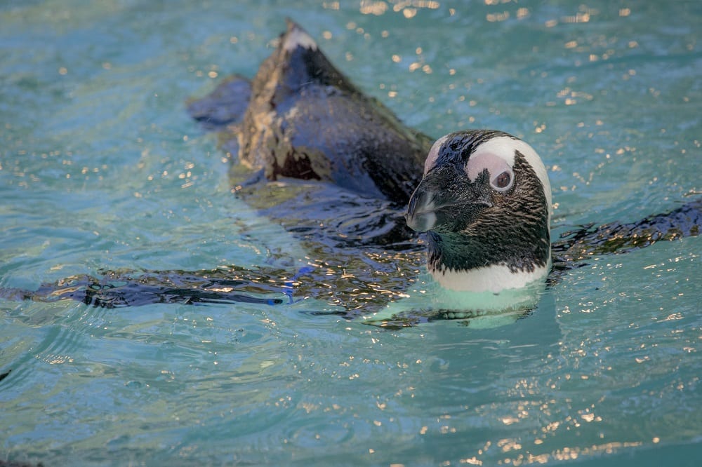 African Penguin - ZooTampa at Lowry Park