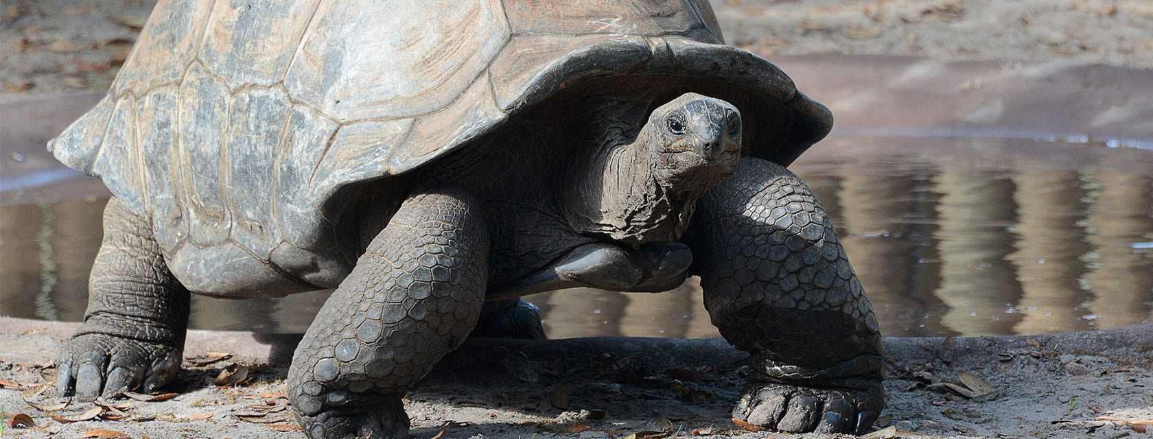 Aldabra Giant Tortoise - ZooTampa at Lowry Park