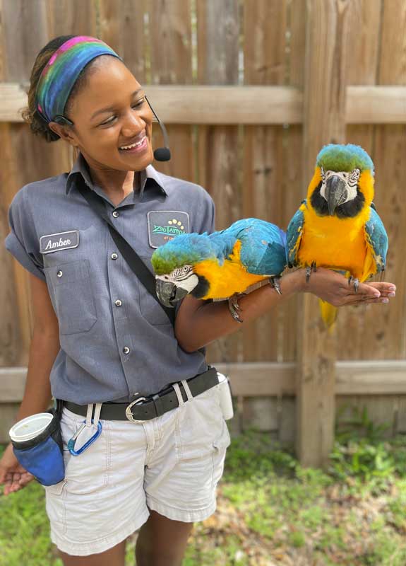 Animal Care Team member Amber holding two Macaws from the Animal Ambassador team on her arm.