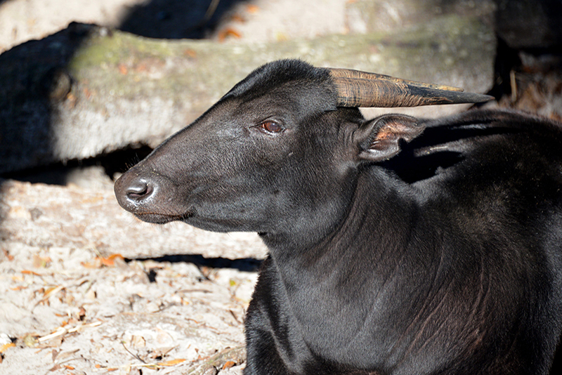 lowland anoa