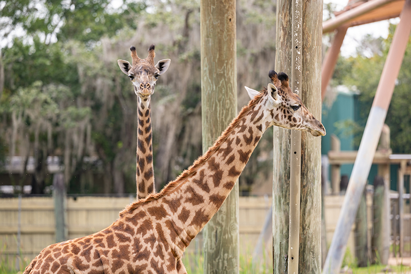 Masai giraffe