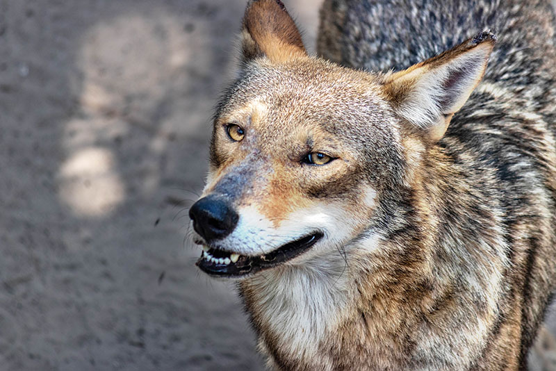 red wolf