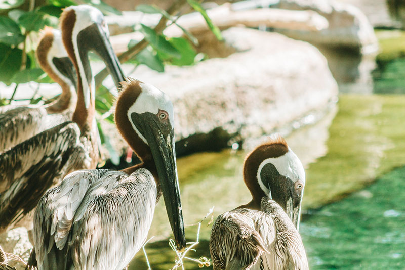Brown pelican