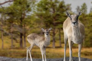 nile lechwe