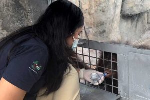 BOSF vet giving male orangutan, Goyang a nebulizer treatment.