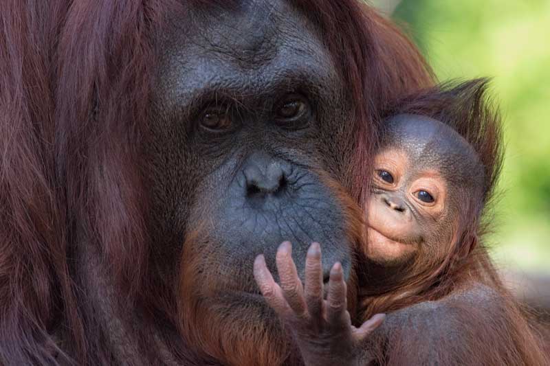 Orangutan momma and baby smiling and hugging each other