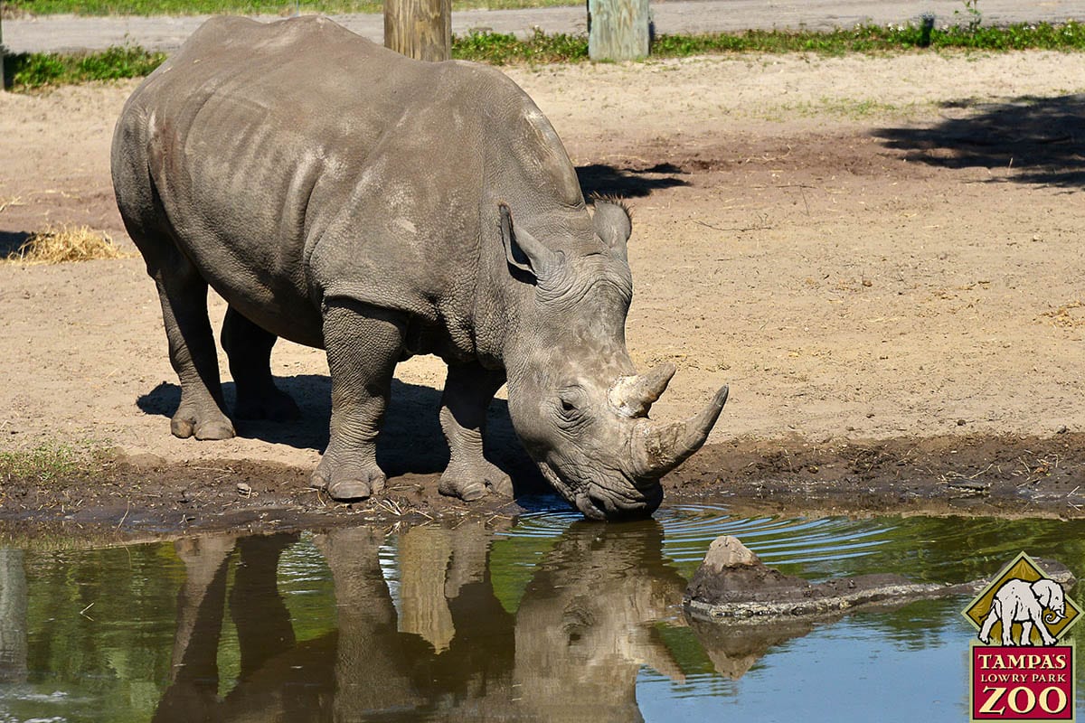Southern White Rhinoceros - ZooTampa at Lowry Park