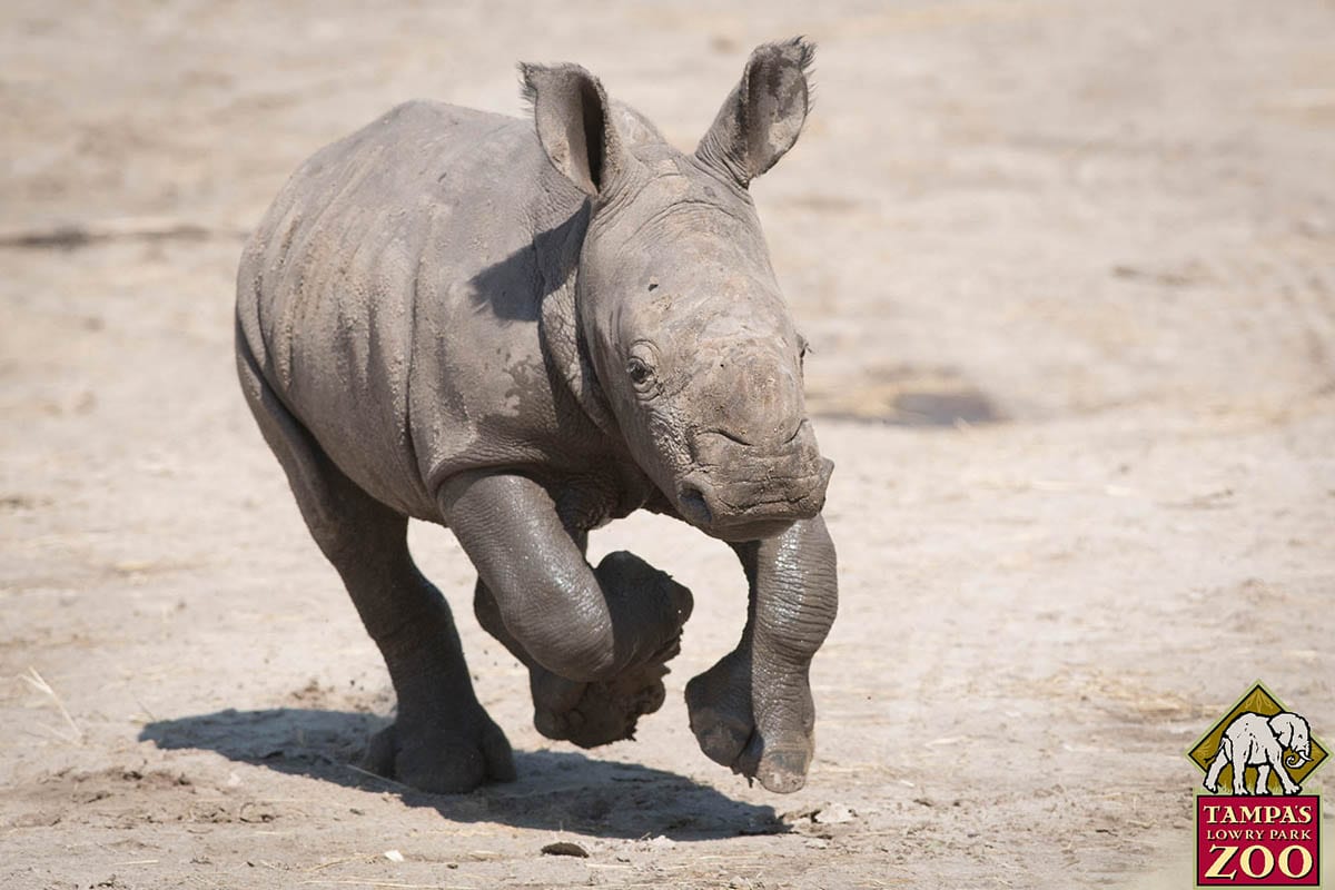Southern White Rhinoceros - ZooTampa at Lowry Park