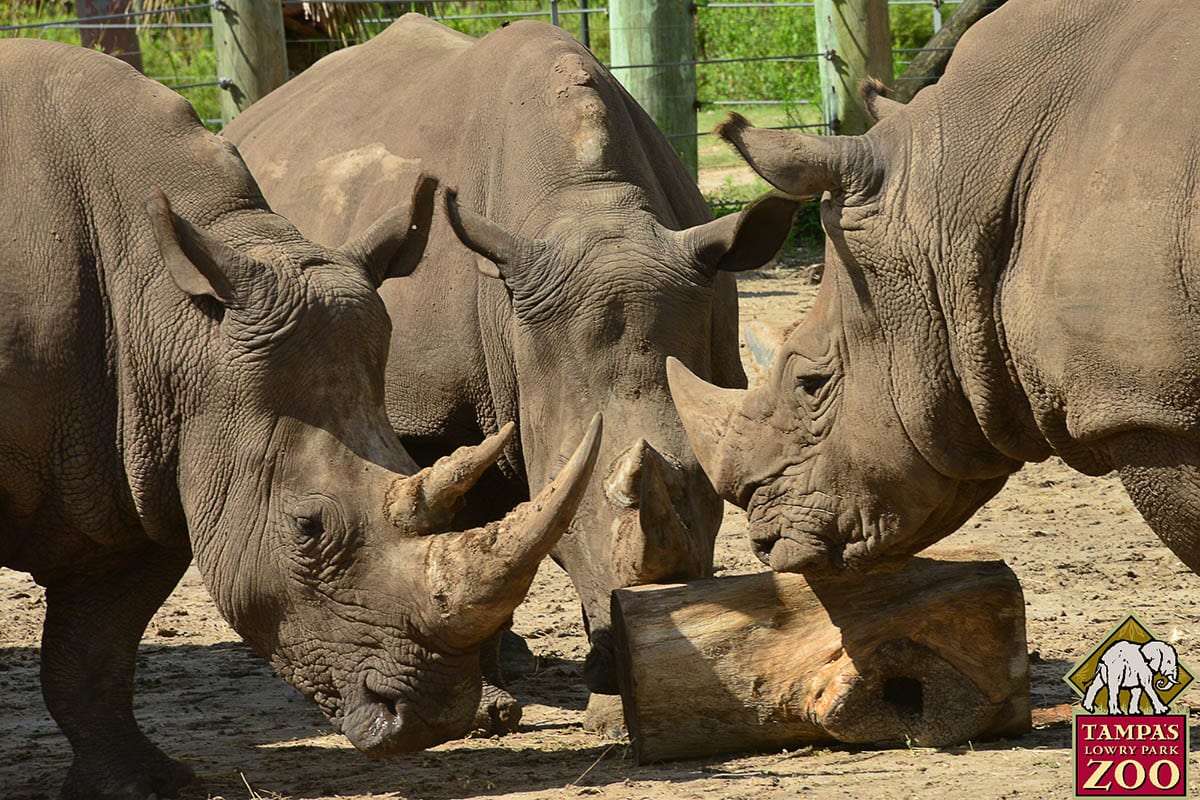 Southern White Rhinoceros - ZooTampa at Lowry Park