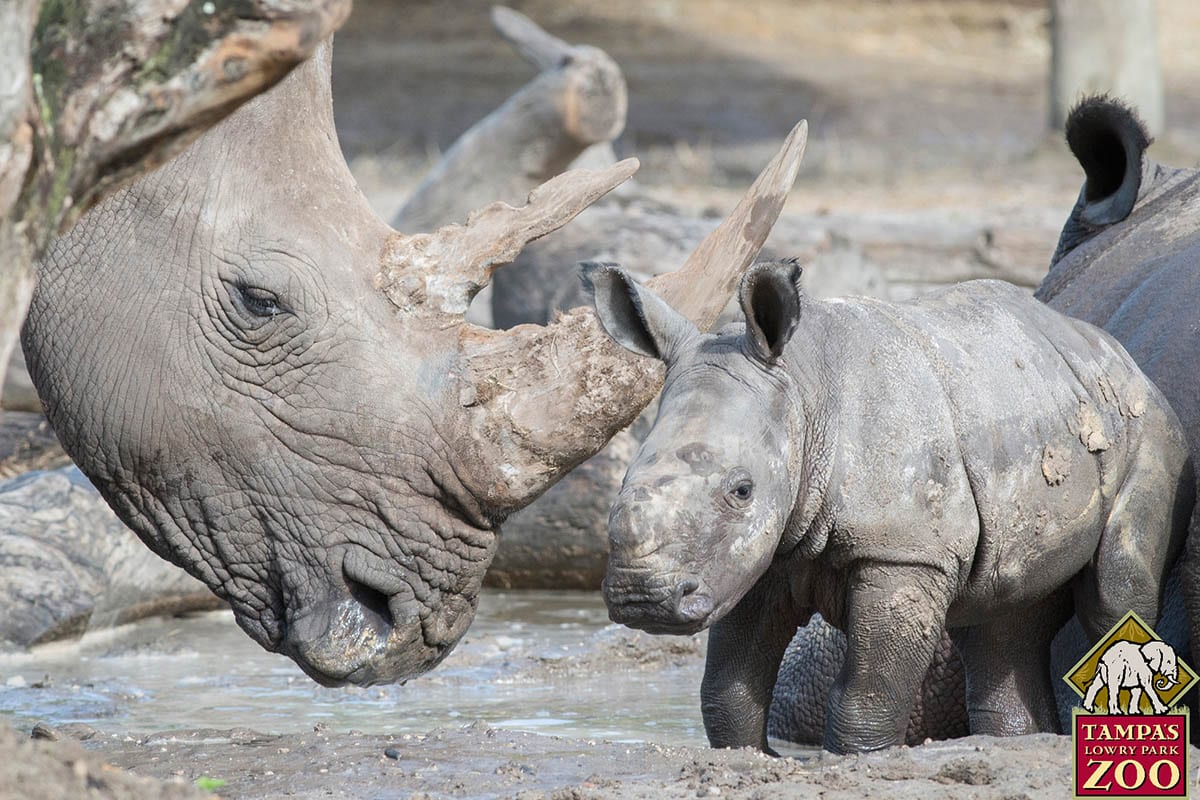Southern White Rhinoceros - ZooTampa at Lowry Park