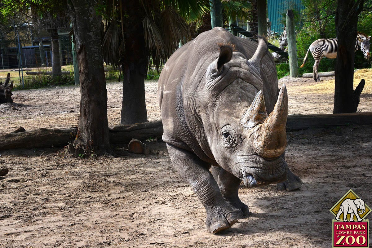 Southern White Rhinoceros - ZooTampa at Lowry Park