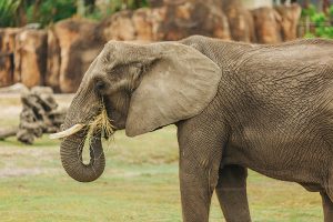 african elephant