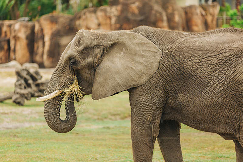 african elephant